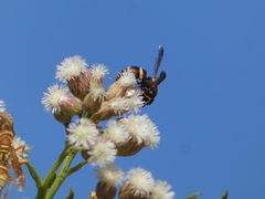 Euodynerus hidalgo hidalgo