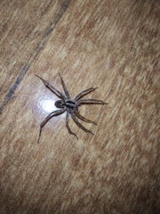 Lycosinae