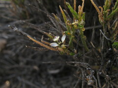 Polygala spinescens