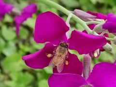 Apis mellifera