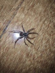 Lycosinae