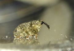 Parethelcus pollinarius