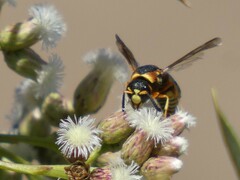 Euodynerus hidalgo hidalgo