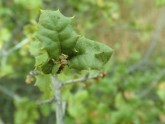 Quercus palmeri
