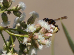 Euodynerus hidalgo hidalgo