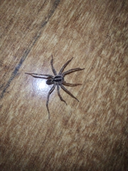 Lycosinae