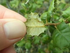 Quercus palmeri