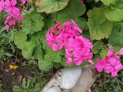 Pelargonium