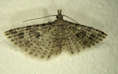 Alucita hexadactyla
