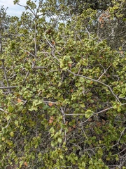 Quercus palmeri