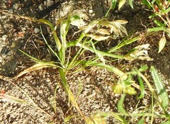 Ornithogalum baeticum