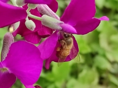 Apis mellifera