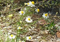 Matricaria chamomilla