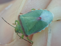 Thyanta custator accerra