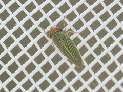 Xyphon reticulatum