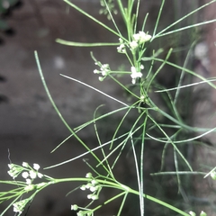 Cyclospermum leptophyllum