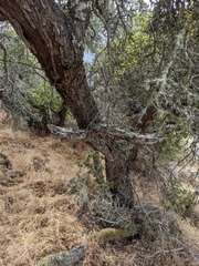 Quercus palmeri