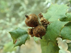 Quercus palmeri