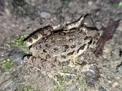 Discoglossus galganoi