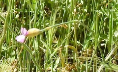 Petrorhagia prolifera