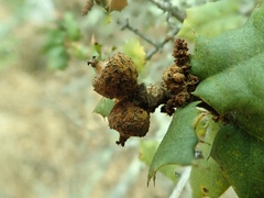 Quercus palmeri