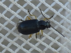 Lysathia ludoviciana