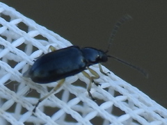 Lysathia ludoviciana