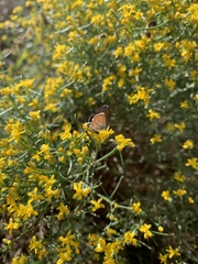 Gutierrezia sarothrae
