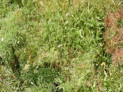 Petrorhagia prolifera