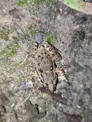 Discoglossus galganoi