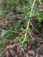 Pittosporum viscidum