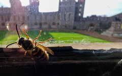 Vespula vulgaris