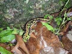 Triturus marmoratus