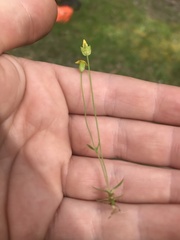 Cicendia quadrangularis