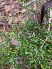 Pittosporum viscidum