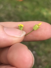 Cicendia quadrangularis