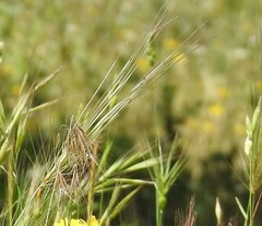 Bromus tectorum