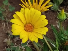 Gazania rigens