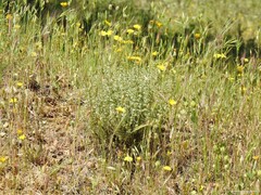 Leontodon longirostris