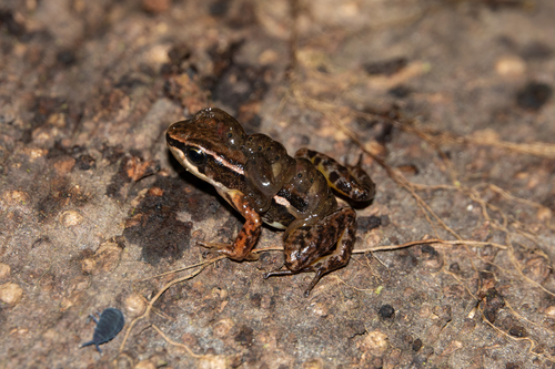 Faldas rocket frog, Hyloxalus pulchellus