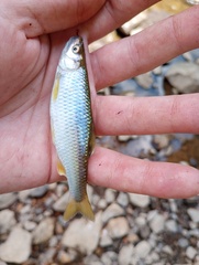 Cyprinella spiloptera