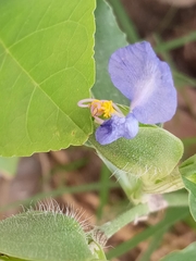 Commelina erecta