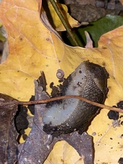 Arion intermedius