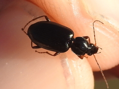 Agonum punctiforme