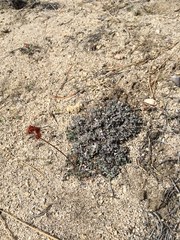 Eriogonum wrightii oresbium