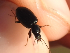 Agonum punctiforme