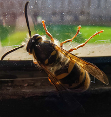 Vespula vulgaris