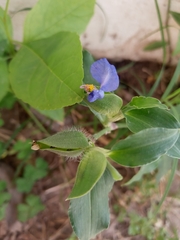 Commelina erecta