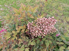 Nandina