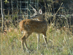 Odocoileus virginianus couesi